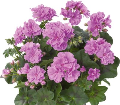 PELTATUM DOUBLET 'MEDIO TESKE LAVENDER' - DUBBEL HANGENDE GERANIUM