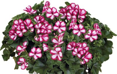 PELTATUM DOUBLET 'VILLETTA BURGUNDY-WHITE' - HANGENDE GERANIUM