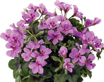 PELTATUM DOUBLET 'VILLETTA LILAC' - HANGENDE GERANIUM