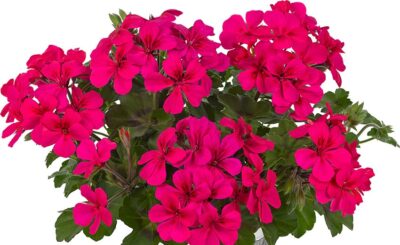 PELTATUM DOUBLET 'VILLETTA NEON ROSE' - HANGENDE GERANIUM