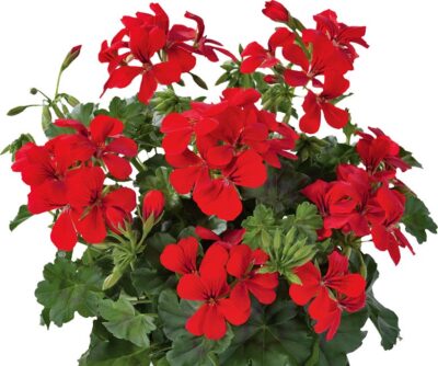 PELTATUM DOUBLET 'VILLETTA RED' - HANGENDE GERANIUM