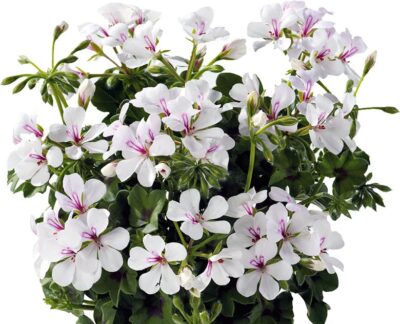PELTATUM DOUBLET 'VILLETTA WHITE' - HANGENDE GERANIUM