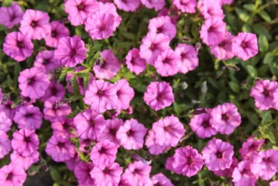SMALL FLOWERED PETUNIA MINI VISTA HOT PINK