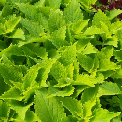 COLEUS 'LIME'/SIERNETEL
