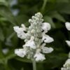 SALVIA FARINACEA 'PURE WHITE'/SALIE