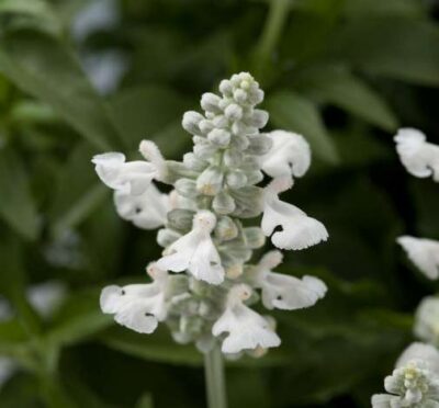 SALVIA FARINACEA 'PURE WHITE'/SALIE