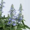 SALVIA FARINACEA 'BlUE ICE'/SALIE - Afbeelding 2