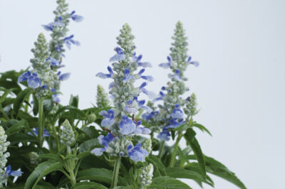 SALVIA FARINACEA 'BlUE ICE'/SALIE - Afbeelding 2
