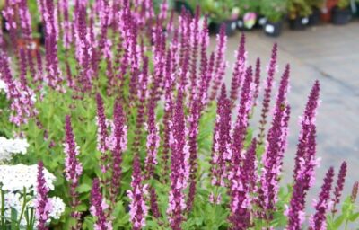 SALVIA NEMOROSA 'APEX PINK'/SALIE - Afbeelding 3
