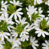 SCAEVOLA AEMULA/WAAIERBLOEM WHITE