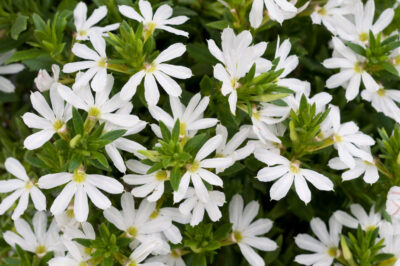 SCAEVOLA AEMULA/WAAIERBLOEM WHITE
