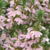 SCAEVOLA AEMULA/WAAIERBLOEM PINK - Afbeelding 2