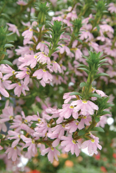 SCAEVOLA AEMULA/WAAIERBLOEM PINK - Afbeelding 2