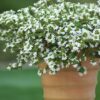 SCAEVOLA AEMULA/WAAIERBLOEM WHITE - Afbeelding 2