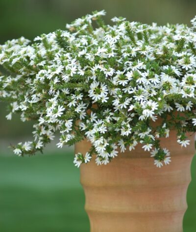 SCAEVOLA AEMULA/WAAIERBLOEM WHITE - Afbeelding 2