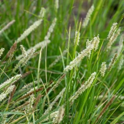 SESLERIA AUTUMNALIS/BLAUWGRAS - Afbeelding 3