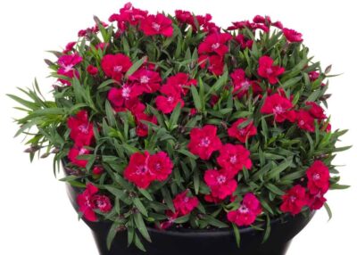 DIANTHUS CARYOPHYLLUS/TUINANJER BEAUTIES SHERISE