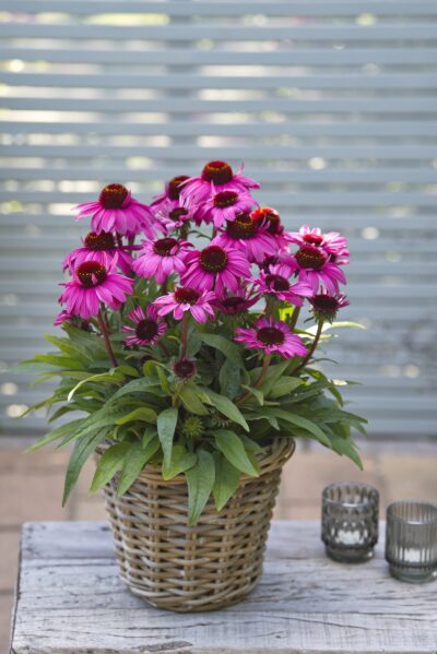 ECHINACEA SUNMAGIC VINTAGE HOT PINK'/ZONNEHOED - Afbeelding 2