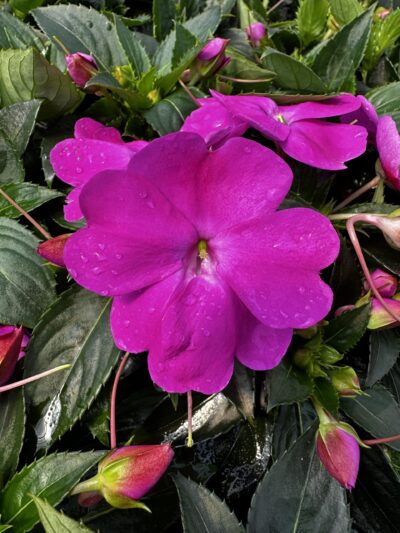 IMPATIENS SUNSPATIENS/VLIJTIG LIESJE LILAC