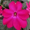 IMPATIENS SUNSPATIENS/VLIJTIG LIESJE ROSE - Afbeelding 2