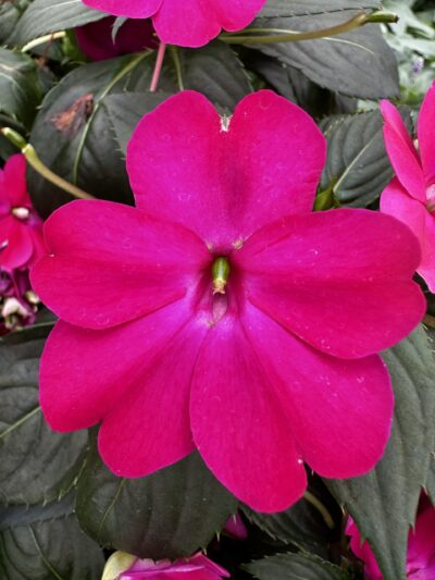 IMPATIENS SUNSPATIENS/VLIJTIG LIESJE ROSE - Afbeelding 2