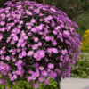 BRACHYCOME/AUSTRALISCH MADELIEFJE 'STRAWBERRY PINK'