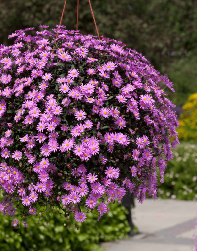 BRACHYCOME/AUSTRALISCH MADELIEFJE 'STRAWBERRY PINK'