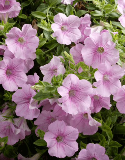 SANGUNA SWEET PINK