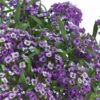 LOBULARIA MARITIMA/SCHILDZAAD,SNEEUWTAPIJT LAVENDER STREAM - Afbeelding 3