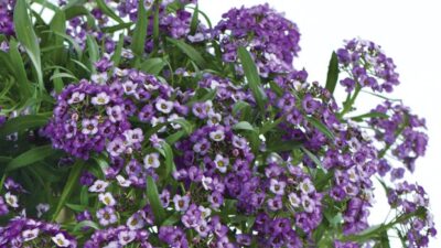 LOBULARIA MARITIMA/SCHILDZAAD,SNEEUWTAPIJT LAVENDER STREAM - Afbeelding 3