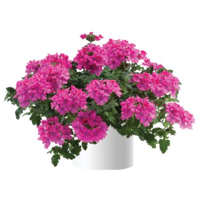 VERBENA 'VIRGO COMPACT DEEP PINK'/IJZERHARD - Afbeelding 2
