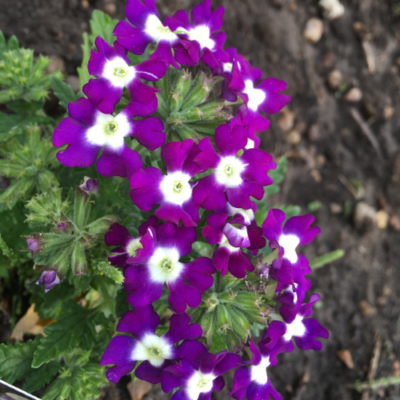 VERBENA 'COMPACT BLUE EYE'/IJZERHARD