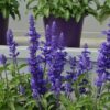 SALVIA FARINACEA 'DEEP OCEAN'/SALIE - Afbeelding 3