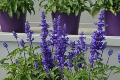 SALVIA FARINACEA 'DEEP OCEAN'/SALIE - Afbeelding 3