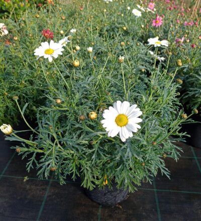 ARGYRANTHEMUM/STRUIKMARGRIET - WHITE