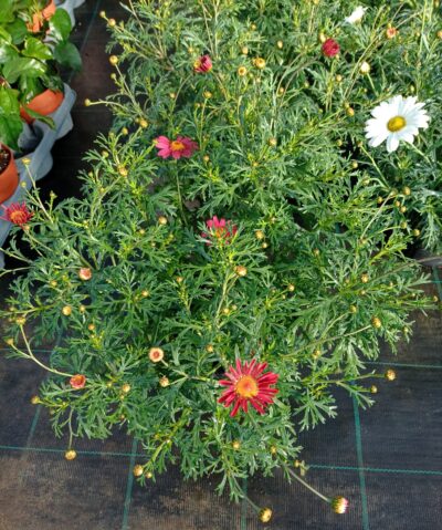 ARGYRANTHEMUM/STRUIKMARGRIET - RED