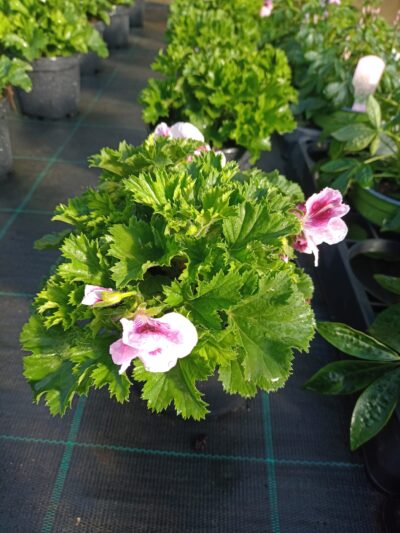 PELARGONIUM GRANDIFLORUM/FRANSE GERANIUM - PURPLE/WHITE