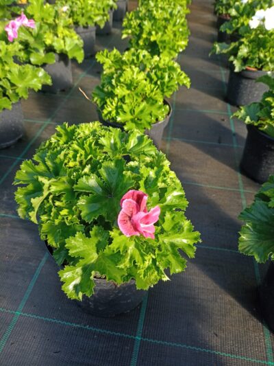 PELARGONIUM GRANDIFLORUM/FRANSE GERANIUM - RED/PINK