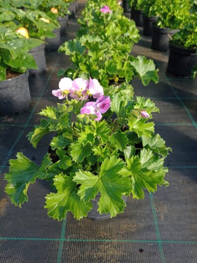 PELARGONIUM GRANDIFLORUM/FRANSE GERANIUM - PINK