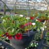 Hangpot 27cm Callibrachoa mix - Afbeelding 2