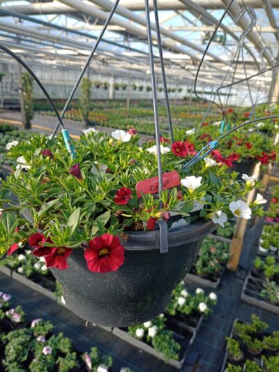 Hangpot 27cm Callibrachoa mix - Afbeelding 2