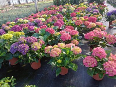 HYDRANGEA MACROPHYLLA/BOERENORTENSIA - MIX