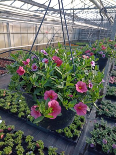 Hangpot 27cm Callibrachoa mix