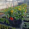Hangpot 27cm Callibrachoa mix - Afbeelding 3