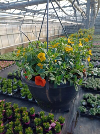 Hangpot 27cm Callibrachoa mix - Afbeelding 3