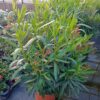 NERIUM OLEANDER - RED - Afbeelding 2