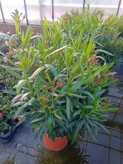 NERIUM OLEANDER - RED - Afbeelding 2
