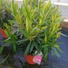 NERIUM OLEANDER - WHITE - Afbeelding 2