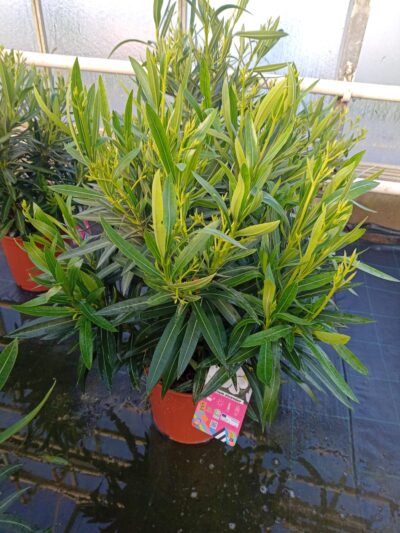NERIUM OLEANDER - WHITE - Afbeelding 2