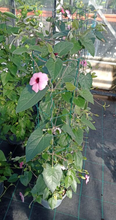 THUNBERGIA PINK/SUZANNE-MET-DE-MOOIE-OGEN